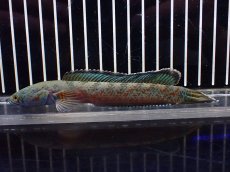 画像4: 【淡水魚】【通販】大特価 極青 No2 チャンナ sp ゴールドダスト【個体販売】(±13cm)(大型魚)(生体)(熱帯魚)NKO (4)