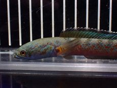 画像5: 【淡水魚】【通販】大特価 極青 No2 チャンナ sp ゴールドダスト【個体販売】(±13cm)(大型魚)(生体)(熱帯魚)NKO (5)