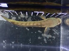 画像7: 【淡水魚】【通販】大特価 極青 No2 チャンナ sp ゴールドダスト【個体販売】(±13cm)(大型魚)(生体)(熱帯魚)NKO (7)