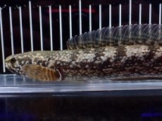 画像2: 【淡水魚】【通販】チャンナ トルサエンシス【個体販売】(±22cm)(大型魚・スネークヘッド)(生体)(熱帯魚)NKO (2)