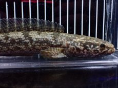 画像5: 【淡水魚】【通販】チャンナ トルサエンシス【個体販売】(±22cm)(大型魚・スネークヘッド)(生体)(熱帯魚)NKO (5)