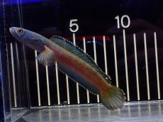 画像1: 【淡水魚】【通販】極青 チャンナ sp ゴールドダスト【個体販売】(±12cm)(大型魚・スネークヘッド)(生体)(熱帯魚)NKO (1)