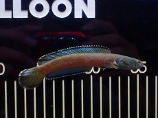 画像2: 【淡水魚】【通販】極青 チャンナ sp ゴールドダスト【個体販売】(±12cm)(大型魚・スネークヘッド)(生体)(熱帯魚)NKO (2)