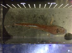 画像5: 【淡水魚】【通販】極青 チャンナ sp ゴールドダスト【個体販売】(±12cm)(大型魚・スネークヘッド)(生体)(熱帯魚)NKO (5)