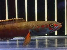 画像2: 【淡水魚】【通販】No2 アイズファイヤースネークヘッド【個体販売】(±10cm)(大型魚・スネークヘッド)(生体)(熱帯魚)NKO (2)