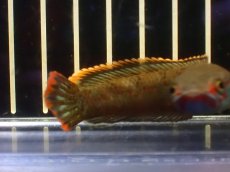 画像3: 【淡水魚】【通販】No2 アイズファイヤースネークヘッド【個体販売】(±10cm)(大型魚・スネークヘッド)(生体)(熱帯魚)NKO (3)