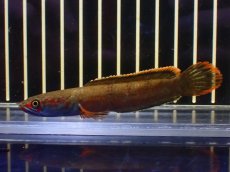 画像4: 【淡水魚】【通販】No2 アイズファイヤースネークヘッド【個体販売】(±10cm)(大型魚・スネークヘッド)(生体)(熱帯魚)NKO (4)