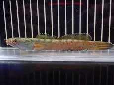 画像1: 【淡水魚】【通販】No1 チャンナ sp ゴールドダスト【個体販売】(±14cm)(大型魚・スネークヘッド)(生体)(熱帯魚)NKO (1)