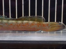 画像3: 【淡水魚】【通販】No1 チャンナ sp ゴールドダスト【個体販売】(±14cm)(大型魚・スネークヘッド)(生体)(熱帯魚)NKO (3)