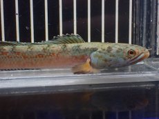 画像5: 【淡水魚】【通販】No1 チャンナ sp ゴールドダスト【個体販売】(±14cm)(大型魚・スネークヘッド)(生体)(熱帯魚)NKO (5)