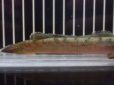 画像6: 【淡水魚】【通販】No1 チャンナ sp ゴールドダスト【個体販売】(±14cm)(大型魚・スネークヘッド)(生体)(熱帯魚)NKO (6)