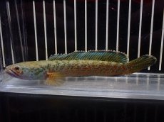 画像1: 【淡水魚】【通販】No2 チャンナ sp ゴールドダスト【個体販売】(±13cm)(大型魚・スネークヘッド)(生体)(熱帯魚)NKO (1)