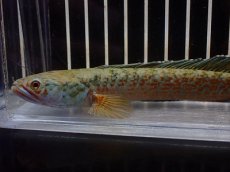 画像2: 【淡水魚】【通販】No2 チャンナ sp ゴールドダスト【個体販売】(±13cm)(大型魚・スネークヘッド)(生体)(熱帯魚)NKO (2)