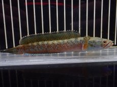 画像4: 【淡水魚】【通販】No2 チャンナ sp ゴールドダスト【個体販売】(±13cm)(大型魚・スネークヘッド)(生体)(熱帯魚)NKO (4)