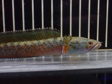 画像5: 【淡水魚】【通販】No2 チャンナ sp ゴールドダスト【個体販売】(±13cm)(大型魚・スネークヘッド)(生体)(熱帯魚)NKO (5)