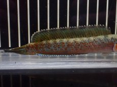 画像6: 【淡水魚】【通販】No2 チャンナ sp ゴールドダスト【個体販売】(±13cm)(大型魚・スネークヘッド)(生体)(熱帯魚)NKO (6)