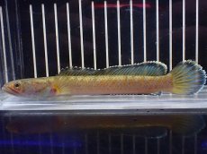 画像1: 【淡水魚】【通販】No4 チャンナ sp ゴールドダスト【個体販売】(±13cm)(大型魚・スネークヘッド)(生体)(熱帯魚)NKO (1)