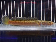 画像4: 【淡水魚】【通販】No4 チャンナ sp ゴールドダスト【個体販売】(±13cm)(大型魚・スネークヘッド)(生体)(熱帯魚)NKO (4)