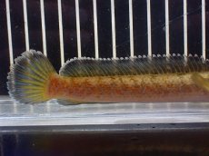 画像6: 【淡水魚】【通販】No4 チャンナ sp ゴールドダスト【個体販売】(±13cm)(大型魚・スネークヘッド)(生体)(熱帯魚)NKO (6)