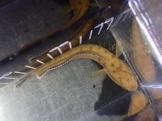 画像7: 【淡水魚】【通販】No4 チャンナ sp ゴールドダスト【個体販売】(±13cm)(大型魚・スネークヘッド)(生体)(熱帯魚)NKO (7)