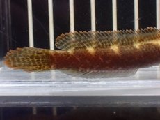 画像3: 【淡水魚】【通販】No2 アイズファイヤースネークヘッド【個体販売】(±8cm)(大型魚・スネークヘッド)(生体)(熱帯魚)NKO (3)