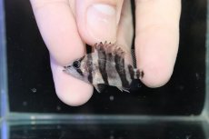 画像2: 【淡水魚】激安 No4 ダトニオリアルバンド ボルネオ産 ワイルド【個体販売】(±3cm)（大型魚）（生体）（熱帯魚）NKO (2)