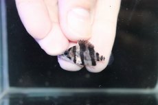 画像2: 【淡水魚】激安 No9 ダトニオリアルバンド ボルネオ産 ワイルド【個体販売】(±3cm)（大型魚）（生体）（熱帯魚）NKO (2)