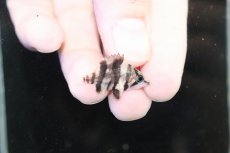 画像1: 【淡水魚】激安 No5 ダトニオリアルバンド ボルネオ産 ワイルド【個体販売】(±3.5cm)（大型魚）（生体）（熱帯魚）NKO (1)