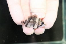 画像1: 【淡水魚】激安 No.H ダトニオリアルバンド ボルネオ産 ワイルド【個体販売】(±3.5cm)（大型魚）（生体）（熱帯魚）NKO (1)