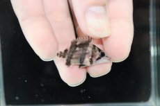 画像1: 【淡水魚】激安 No.G ダトニオリアルバンド ボルネオ産 ワイルド【個体販売】(±3.5cm)（大型魚）（生体）（熱帯魚）NKO (1)