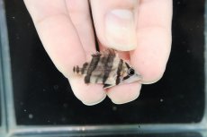 画像1: 【淡水魚】激安 No.H ダトニオリアルバンド ボルネオ産 ワイルド【個体販売】(±3.5cm)（大型魚）（生体）（熱帯魚）NKO (1)