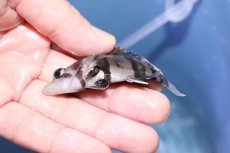 画像3: 【ハロウィンセール対象商品】【淡水魚】【通販】綺麗 No1 ダトニオリアルバンド(±7.5cm)(生体)(熱帯魚)NKO (3)