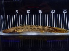 画像1: 【淡水魚】【通販】爆安 ポリプテルス アンソルギー ワイルド【個体販売】(±26cm)（大型魚）（生体）（熱帯魚）NKO (1)