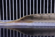 画像4: 【淡水魚】【通販】大特価 No1 ポリプテルス エンドリケリー コンギクス ワイルド【個体販売】(±27cm)（大型魚）（生体）（熱帯魚）NKO (4)