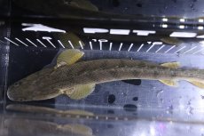 画像9: 【淡水魚】【通販】大特価 No1 ポリプテルス エンドリケリー コンギクス ワイルド【個体販売】(±27cm)（大型魚）（生体）（熱帯魚）NKO (9)