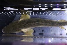 画像9: 【淡水魚】【通販】大特価 No3 ポリプテルス エンドリケリー コンギクス ワイルド【個体販売】(±28cm)（大型魚）（生体）（熱帯魚）NKO (9)