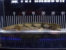 画像1: 【淡水魚】【通販】No1 ポリプテルス エンドリケリー ナイジェリア産 ワイルド【個体販売】(±29cm)（大型魚）（生体）（熱帯魚）NKO (1)