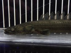 画像2: 【淡水魚】【通販】ブラックタイプ ポリプテルス ビキール ラプラディ OGUTA湖ワイルド【個体販売】(±22cm)（生体）（熱帯魚）NKO (2)