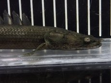 画像6: 【淡水魚】【通販】ブラックタイプ ポリプテルス ビキール ラプラディ OGUTA湖ワイルド【個体販売】(±22cm)（生体）（熱帯魚）NKO (6)