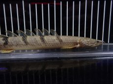 画像5: 【淡水魚】【通販】大特価 大きめ No6 ポリプテルス デルヘジィ ワイルド【個体販売】(±23cm)（大型魚）（生体）（熱帯魚）NKO (5)