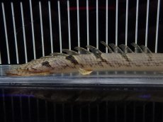 画像6: 【淡水魚】【通販】大特価 大きめ No7 ポリプテルス デルヘジィ ワイルド【個体販売】(±19cm)（大型魚）（生体）（熱帯魚）NKO (6)