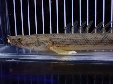 画像2: 【ハロウィンセール対象商品】【淡水魚】【通販】大特価 No1 ポリプテルス エンドリケリー コンギクス (ビチャー)ワイルド【個体販売】(±25cm(生体)(熱帯魚)NKO (2)