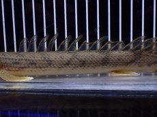 画像3: 【ハロウィンセール対象商品】【淡水魚】【通販】大特価 No1 ポリプテルス エンドリケリー コンギクス (ビチャー)ワイルド【個体販売】(±25cm(生体)(熱帯魚)NKO (3)