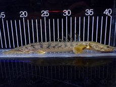 画像1: 【ハロウィンセール対象商品】【淡水魚】【通販】大特価 No2 ポリプテルス エンドリケリー コンギクス (ビチャー)ワイルド【個体販売】(±24cm(生体)(熱帯魚)NKO (1)