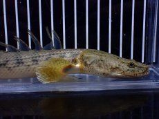 画像2: 【ハロウィンセール対象商品】【淡水魚】【通販】大特価 No2 ポリプテルス エンドリケリー コンギクス (ビチャー)ワイルド【個体販売】(±24cm(生体)(熱帯魚)NKO (2)