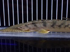 画像4: 【ハロウィンセール対象商品】【淡水魚】【通販】大特価 No2 ポリプテルス エンドリケリー コンギクス (ビチャー)ワイルド【個体販売】(±24cm(生体)(熱帯魚)NKO (4)