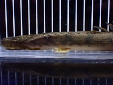 画像4: 【ハロウィンセール対象商品】【淡水魚】【通販】大特価 No3 ポリプテルス エンドリケリー コンギクス (ビチャー)ワイルド【個体販売】(±26cm(生体)(熱帯魚)NKO (4)