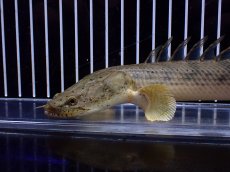 画像2: 【ハロウィンセール対象商品】【淡水魚】【通販】大特価 No4 ポリプテルス エンドリケリー コンギクス (ビチャー)ワイルド【個体販売】(±25cm(生体)(熱帯魚)NKO (2)