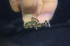 画像2: 【淡水魚】【通販】No1 タパジョスグレイトリムプレコ【個体販売】(±3cm)（プレコ）（生体）（熱帯魚）NKP (2)