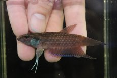 画像2: 【ウィンターセール10％オフ対象】【淡水魚】【通販】ワイルドベタ クラセンス TELUK KUANTAN【1ペア 個体販売】(ベタ)（生体）(熱帯魚)NKBT (2)